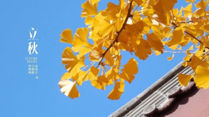 🍁 今日立秋秋，揪也，物于此而揪敛也